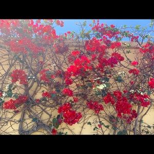 Meet your Posher, Kira